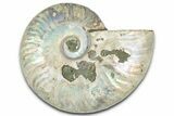 Silver Iridescent Ammonite (Cleoniceras) Fossil - Madagascar #328389-1